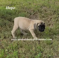 Hope, a female English Mastiff for sale in Cabool, MO – 8 of 9