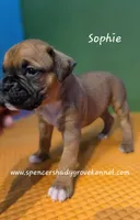 Sophie, a female Boxer for sale in Cabool, MO – 9 of 10
