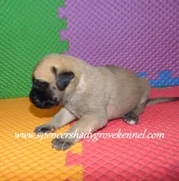 Hailey, a female English Mastiff for sale in Cabool, MO – 7 of 10