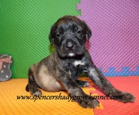 Dixie, a female English Mastiff for sale in Cabool, MO – 2 of 10