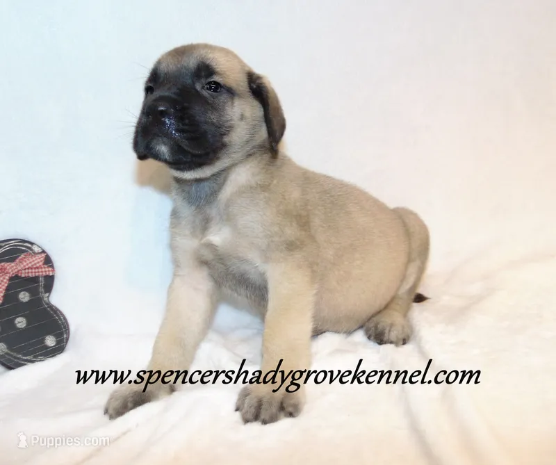 Dozer – English Mastiff puppy for sale in Cabool, MO