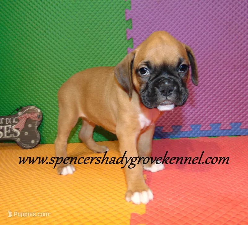 Sidney – Boxer puppy for sale in Cabool, MO