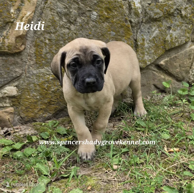 Heidi – English Mastiff puppy for sale in Cabool, MO