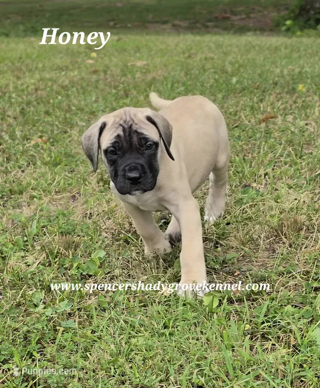 Honey – English Mastiff puppy for sale in Cabool, MO
