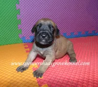 Heidi, a female English Mastiff for sale in Cabool, MO – 4 of 10