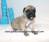 Hulk, a male English Mastiff for sale in Cabool, MO – 10 of 10