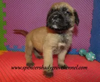 Dallas, a male English Mastiff for sale in Cabool, MO – 5 of 10