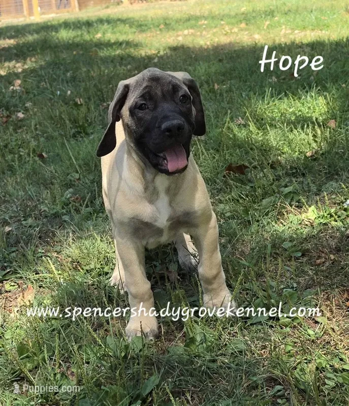 Hope – English Mastiff puppy for sale in Cabool, MO