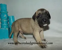 Hunter, a male English Mastiff for sale in Cabool, MO – 1 of 10
