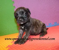Duke, a male English Mastiff for sale in Cabool, MO – 7 of 10