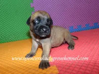 Hazel, a female English Mastiff for sale in Cabool, MO – 2 of 10