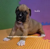 Sadie, a female Boxer for sale in Cabool, MO – 9 of 10