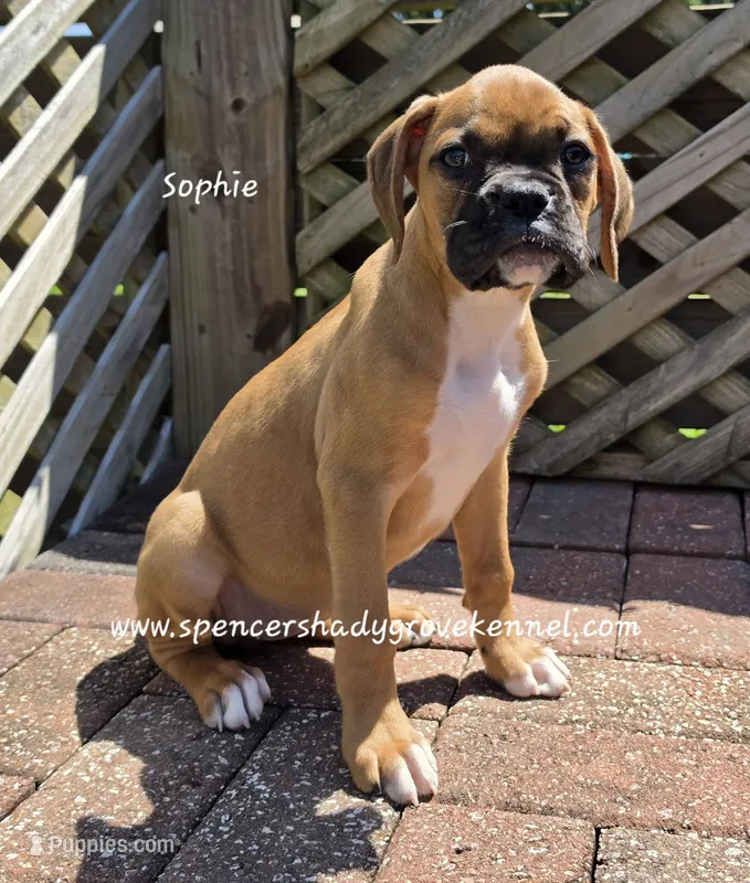 Sophie – Boxer puppy for sale in Cabool, MO