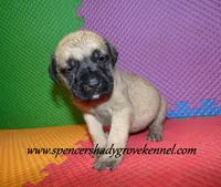 Delta , a female English Mastiff for sale in Cabool, MO – 6 of 10