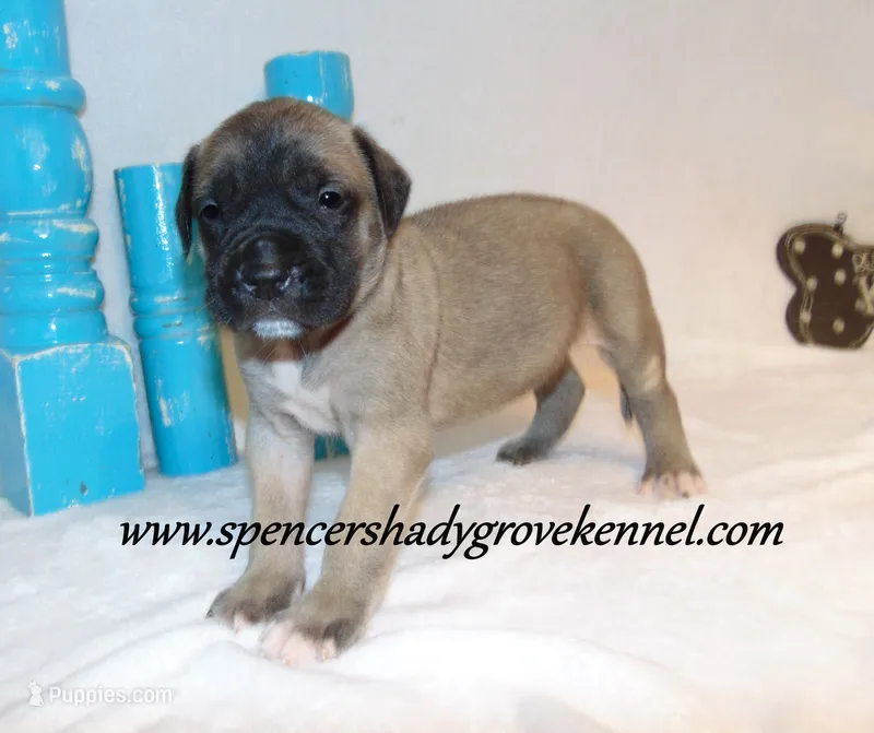Honey – English Mastiff puppy for sale in Cabool, MO