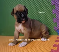 Sadie, a female Boxer for sale in Cabool, MO – 10 of 10