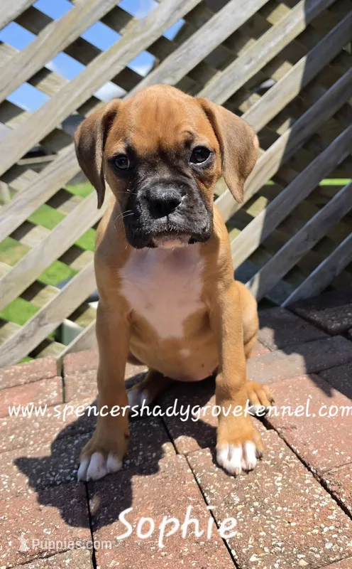 Sophie – Boxer puppy for sale in Cabool, MO