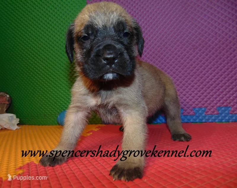 Dallas – English Mastiff puppy for sale in Cabool, MO