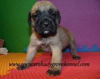 Dallas, a male English Mastiff for sale in Cabool, MO – 1 of 10