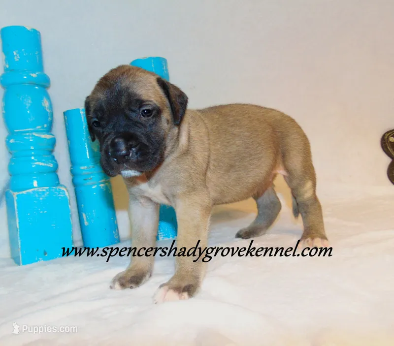 Honey – English Mastiff puppy for sale in Cabool, MO