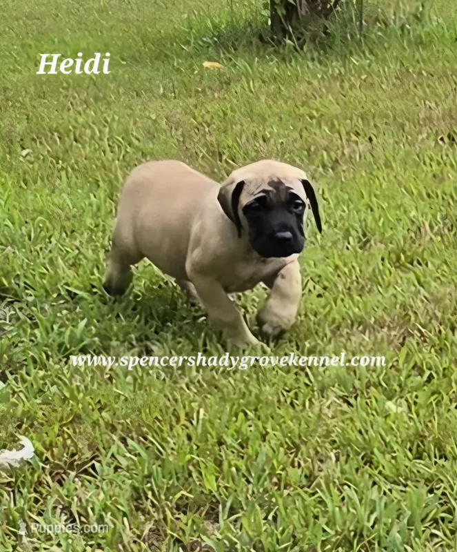 Heidi – English Mastiff puppy for sale in Cabool, MO