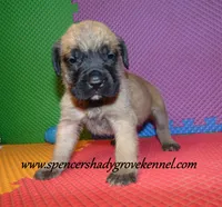 Dallas, a male English Mastiff for sale in Cabool, MO – 9 of 10