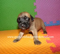Hazel, a female English Mastiff for sale in Cabool, MO – 8 of 10