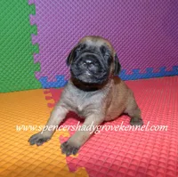 Heidi, a female English Mastiff for sale in Cabool, MO – 5 of 10