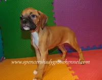 Sophie, a female Boxer for sale in Cabool, MO – 9 of 10