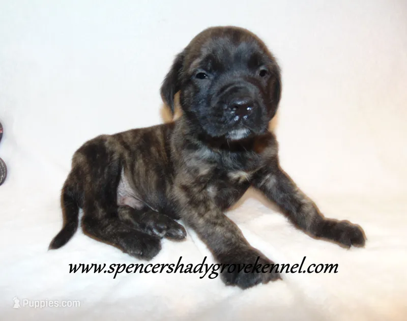 Duke – English Mastiff puppy for sale in Cabool, MO