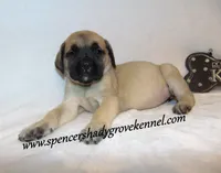 Delta , a female English Mastiff for sale in Cabool, MO – 8 of 10