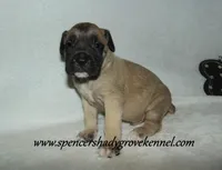 Hunter, a male English Mastiff for sale in Cabool, MO – 8 of 10