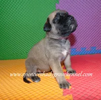 Holly, a female English Mastiff for sale in Cabool, MO – 4 of 10