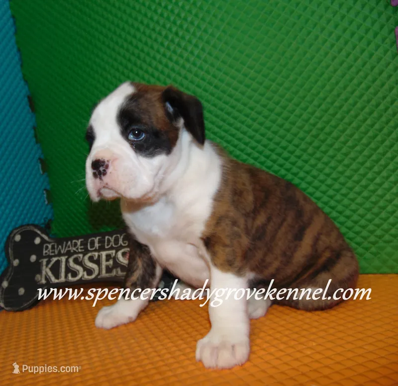 Bo – Boxer puppy for sale in Cabool, MO
