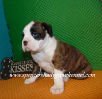 Bo, a male Boxer for sale in Cabool, MO – 1 of 10