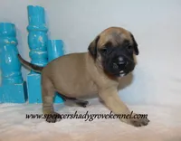 Hoss, a male English Mastiff for sale in Cabool, MO – 9 of 10