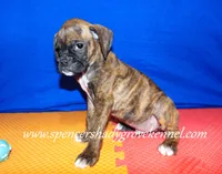 Rusty, a male Boxer for sale in Cabool, MO – Photo 3 of 10