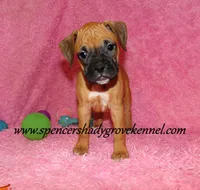 Raya, a female Boxer for sale in Cabool, MO – Photo 3 of 10