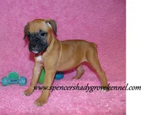 Raya, a female Boxer for sale in Cabool, MO – Photo 6 of 10