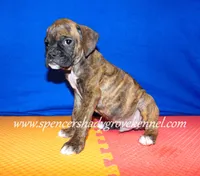 Rusty, a male Boxer for sale in Cabool, MO – Photo 4 of 10