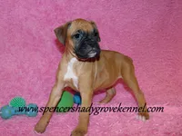 Raya, a female Boxer for sale in Cabool, MO – Photo 2 of 10