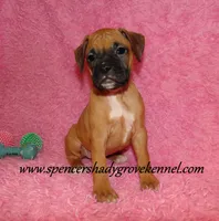 Raya, a female Boxer for sale in Cabool, MO – Photo 8 of 10