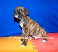 Rusty, a male Boxer for sale in Cabool, MO – Photo 6 of 10