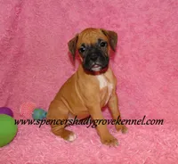 Raya, a female Boxer for sale in Cabool, MO – Photo 1 of 10
