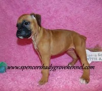 Raya, a female Boxer for sale in Cabool, MO – Photo 7 of 10
