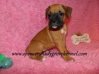 Raya, a female Boxer for sale in Cabool, MO – Photo 10 of 10
