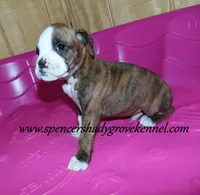 Dandy, a male Boxer for sale in Cabool, MO – Photo 3 of 8