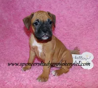 Raya, a female Boxer for sale in Cabool, MO – Photo 4 of 10