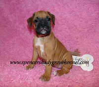 Raya, a female Boxer for sale in Cabool, MO – Photo 5 of 10