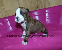 Dandy, a male Boxer for sale in Cabool, MO – Photo 4 of 8